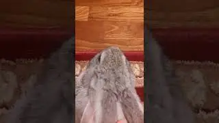 на чиле