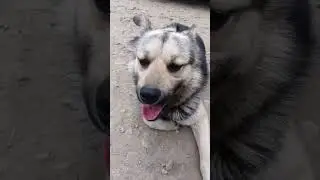 Ванька пёс сутулый, ответы на вопросы про еду, вязка щенков