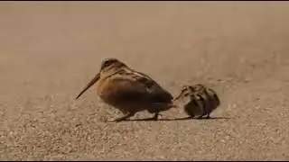 🔥 American woodcock luring worms 🔥