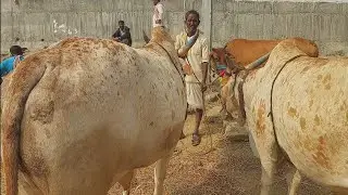 దేవరకద్ర సంతలో పెద్ద సైజు తూర్పు జాతి ఎద్దుల రేటు | Turpu Bulls prices in Devarakadra | Oxen prices