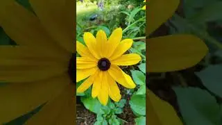 What’s Blooming 7/17, zone 5a
