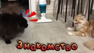 Участок / Знакомство котов / Песок для вольеров