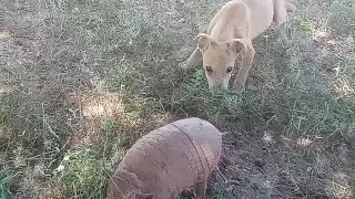 cachorrinha abandona no treinamento com tatu peba, essa vai ser boa de caça.