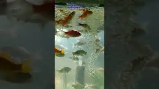 berenang pagi pagi