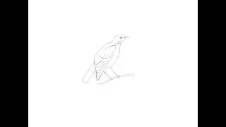 Марусяс. Marusyas. Рисуем с малышами птицу ( дрозда ). Draw with baby bird.