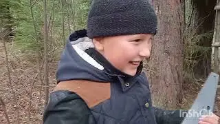 Бобры продолжают строить дом на дереве