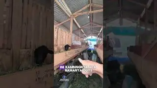 KAMBING JUGA BUTUH NAMA ⁉️😃