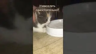 Как научить котёнка пить молоко!!!