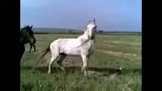 OTLAR JANGI