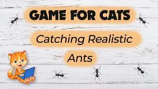 Ants! Entertainment game on screen for cats