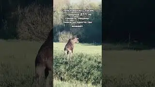 А вы встречали животных на дороге?