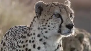 Three Cheetahs Vs Ostrich. BBC Earth
