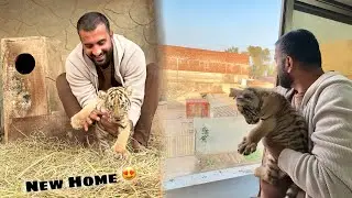 Tiger New House Main Shift Kr diya😍