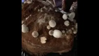 Volvariella volvacea Grown on empty fruit bunches (EFB)