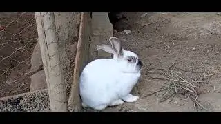 Apresento pra vocês a Alfreda kkk