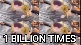 Frog laughing for 1 BILLION times