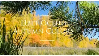Цвет Осени 4К. Autumn colors.  Fly too Dji MavicAir 2