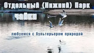 Гуляем в парке, любуемся с бультерьером на чаек.