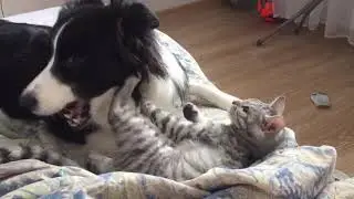 Собачья - кошачья дружба