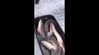 Зимовальная яма Браконьеры выгребают кучу Сома