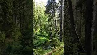 В походе у ручья (смотреть со звуком) #nature #поход
