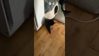 Laser tag with 8 week on kitten