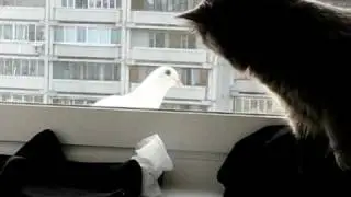 Кошка и смелый голубь - 2