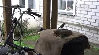 Синицы на подсолнухе. Пора подкармливать птичек!