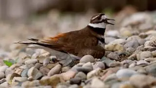 Quick Encounter with a Killdeer | Video+Photos