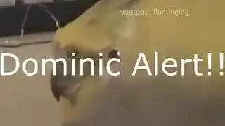 Топовый папуг