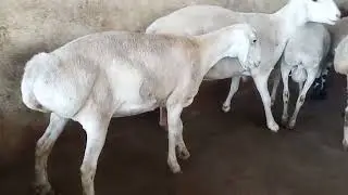 Dumbi Dumba breeding setup contact 8983522021 