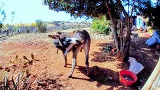 Burro en realidad virtual | Episodio #18