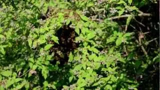 Honeybee Swarm on a Bush | Easy Swarm Capture Close to the Ground