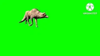 wolf walking/copyright free green screen animal walking/free green screen animal walking video
