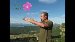 PRIOCONEX: Petrocoptis en el Pirineo