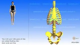 The thoracic cage the ribs