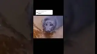 Грустный тюлень  