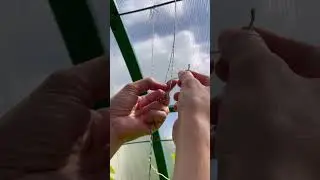Как завязать узел на высокой шпалере на даче