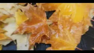 Combo Vine #5 - Осень