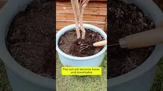 What to do when the soil is dry and hard  #gardening #agriculture #farming