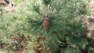 un arbre surprenant, le pin maritime
