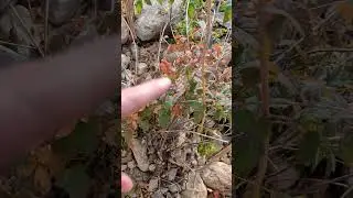 Leaves of Three Leave Them Be