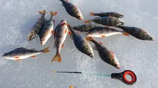 ловля окуня на корюшку