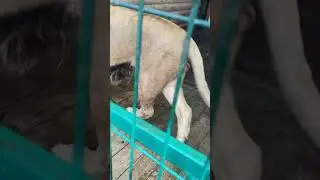 Попрыгун😂🦁❤