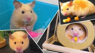 Интересные Моменты из Жизни Сирийского Хомяка Бобби Часть 1 