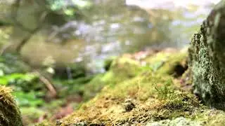 Forest Stream - Relaxing River Sounds - Dripping Water -  No Birds [ Study, relax, sleep.] hour