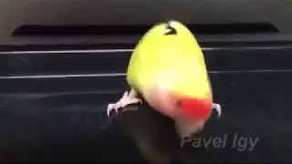 гений ударных