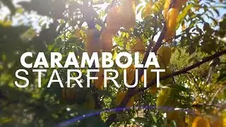 Carambola Starfruit and saving the seed