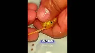 🐟❤️ Questa mamma pesce ha SALVATO i suoi piccoli.
