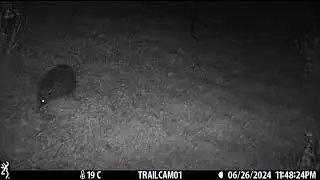 Hedgehog :)